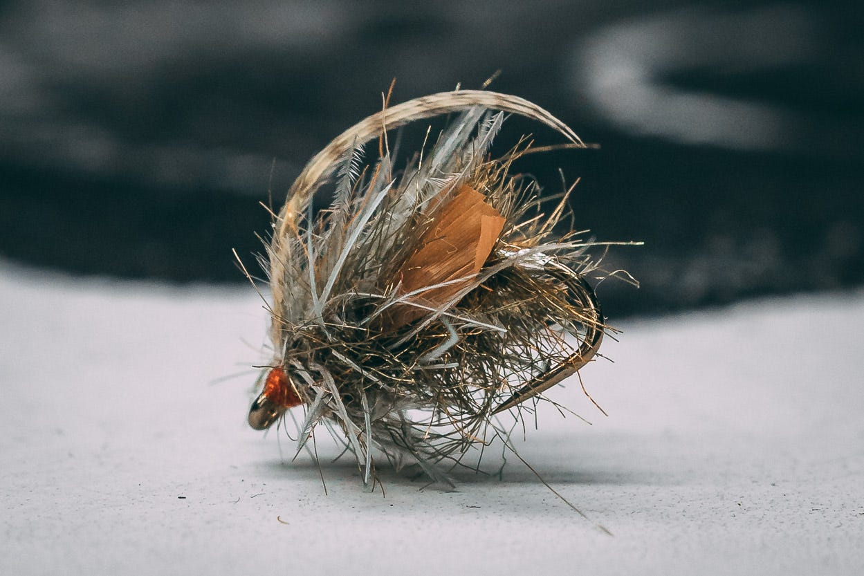 transluscent caddis pupa