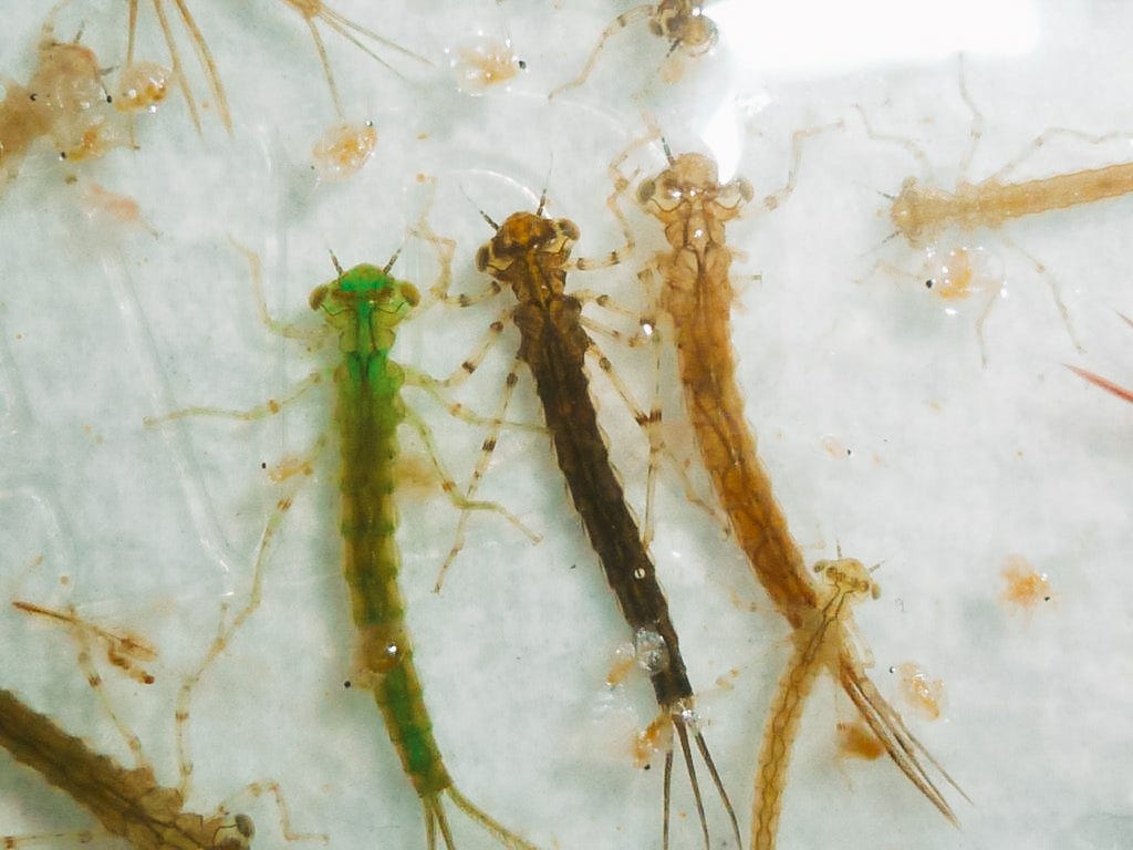 Hatch Guide: Damselflies