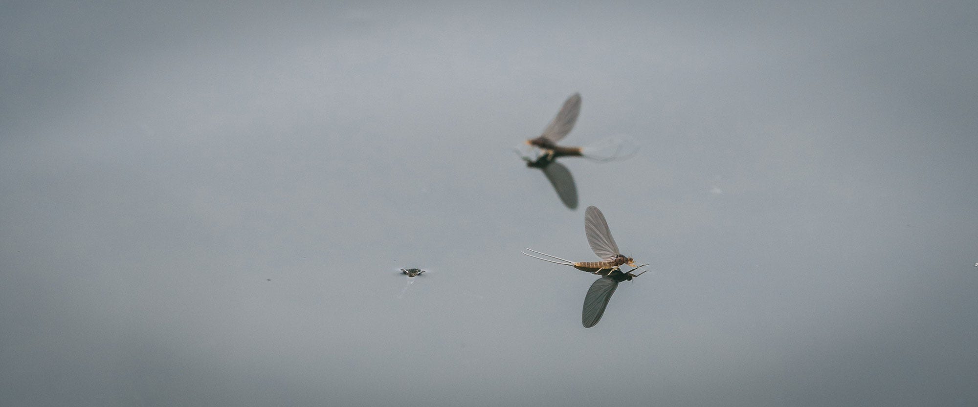 Hatch Guide: Spring Blue Winged Olives