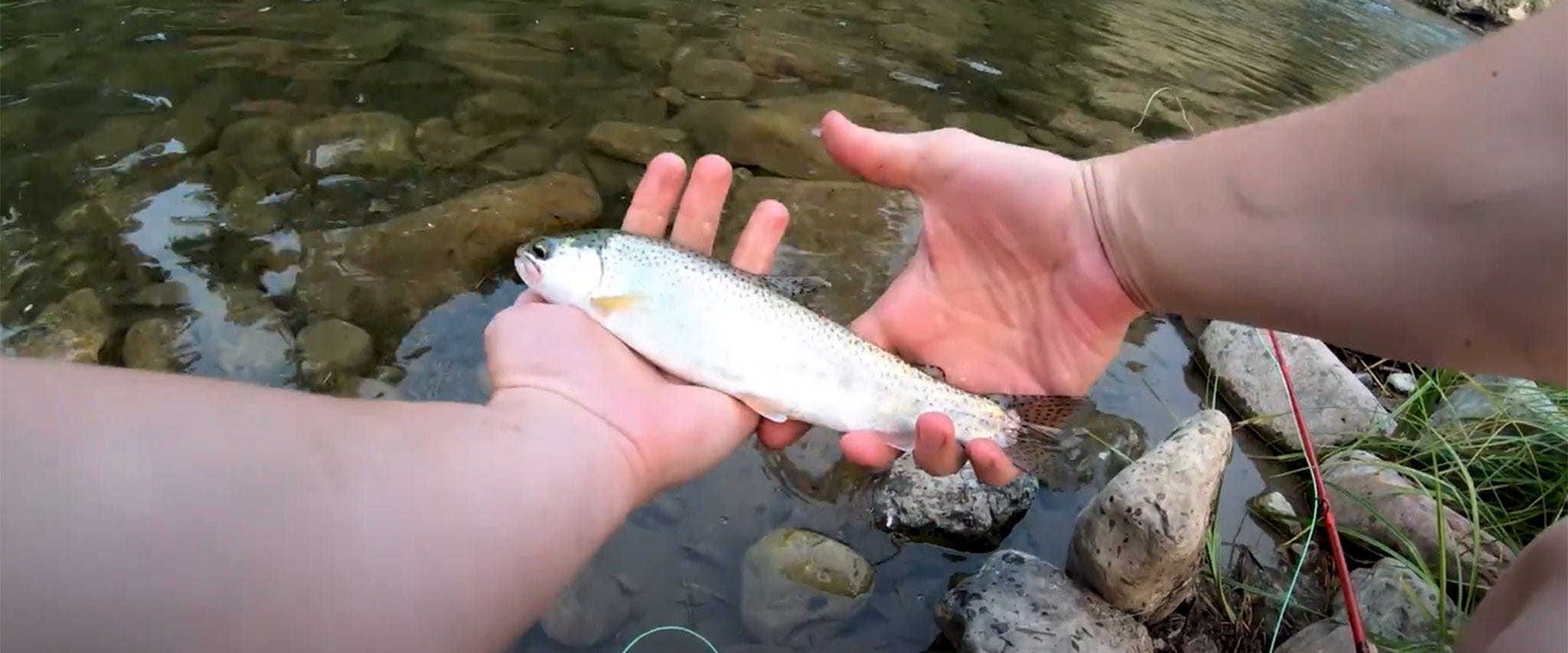 Project in the Wild #9