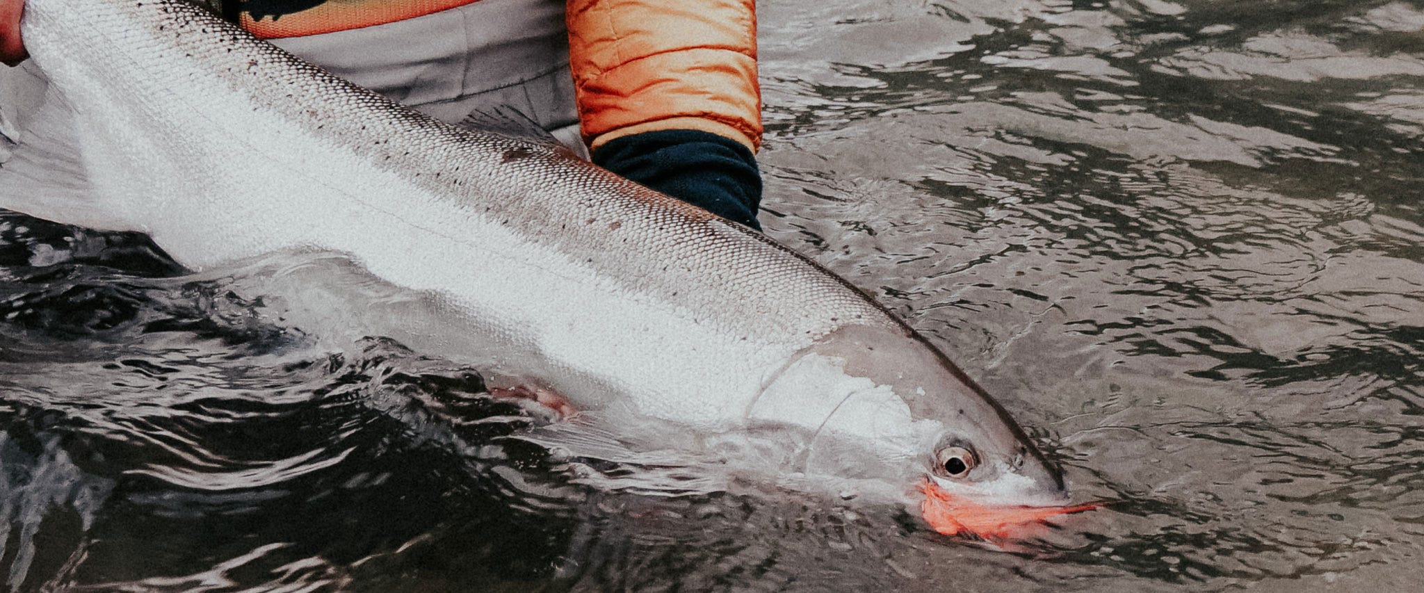 Timing The Columbia Basin Steelhead Run