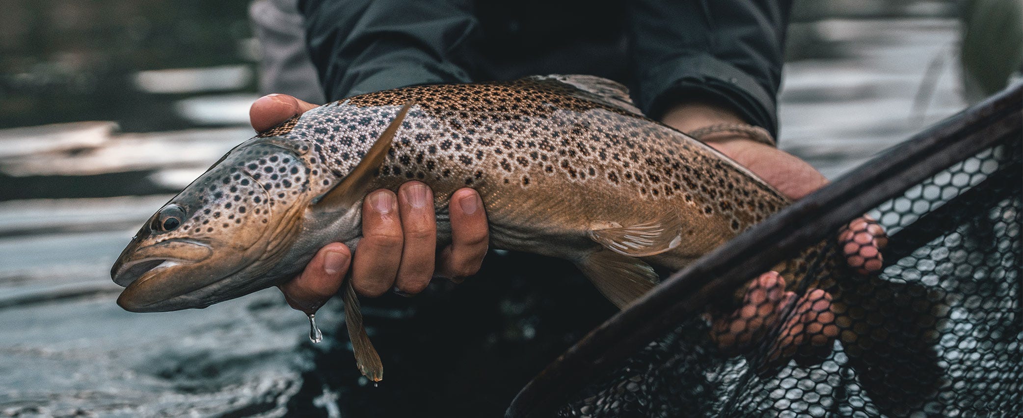 How to Keep Trout From Turning Belly-Up