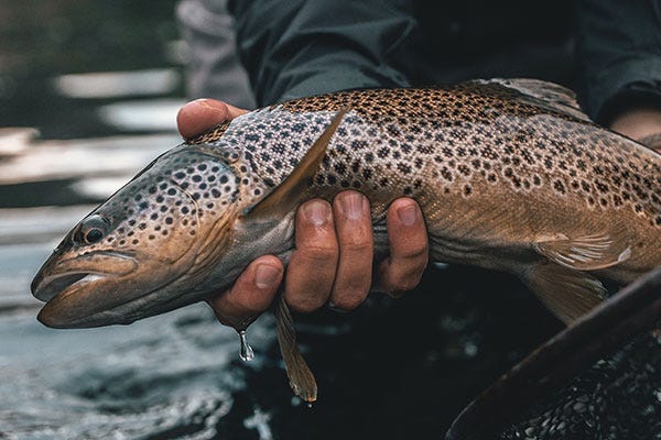 How to Keep Trout From Turning Belly-Up