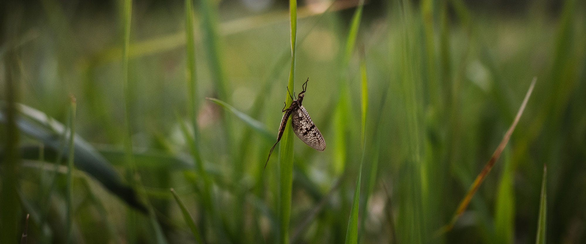 One Minute In The Wild: Brown Drake Hatch on Silver Creek