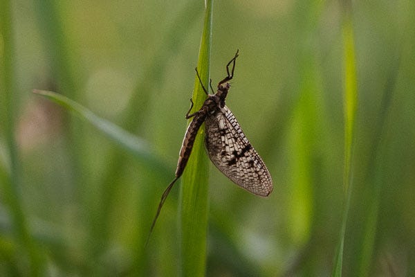 Adult Brown Drake latch to a blade of grass