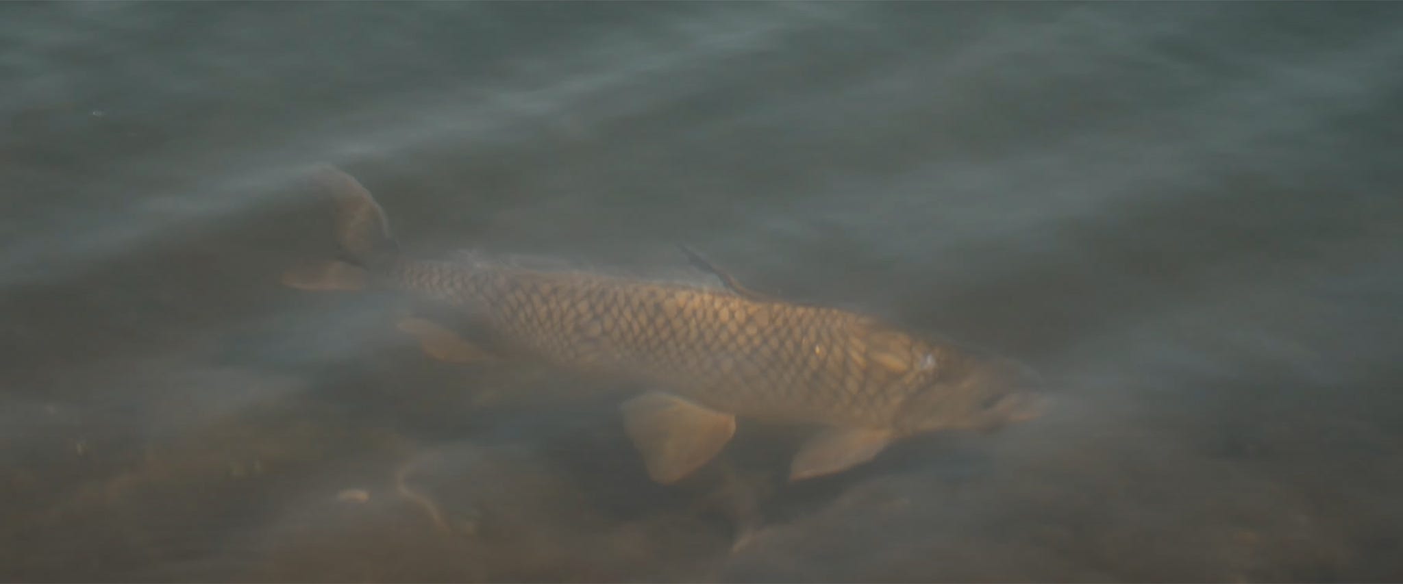 Carpe Carp (Seize the Carp)