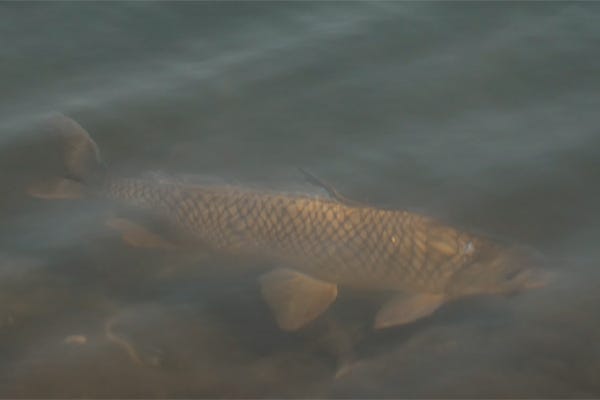 Carpe Carp (Seize the Carp)