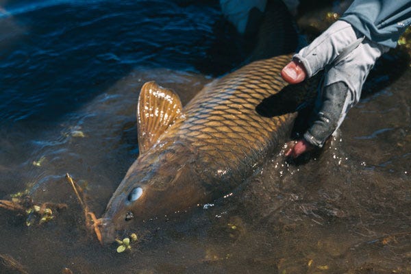 How do you catch carp on a fly rod?