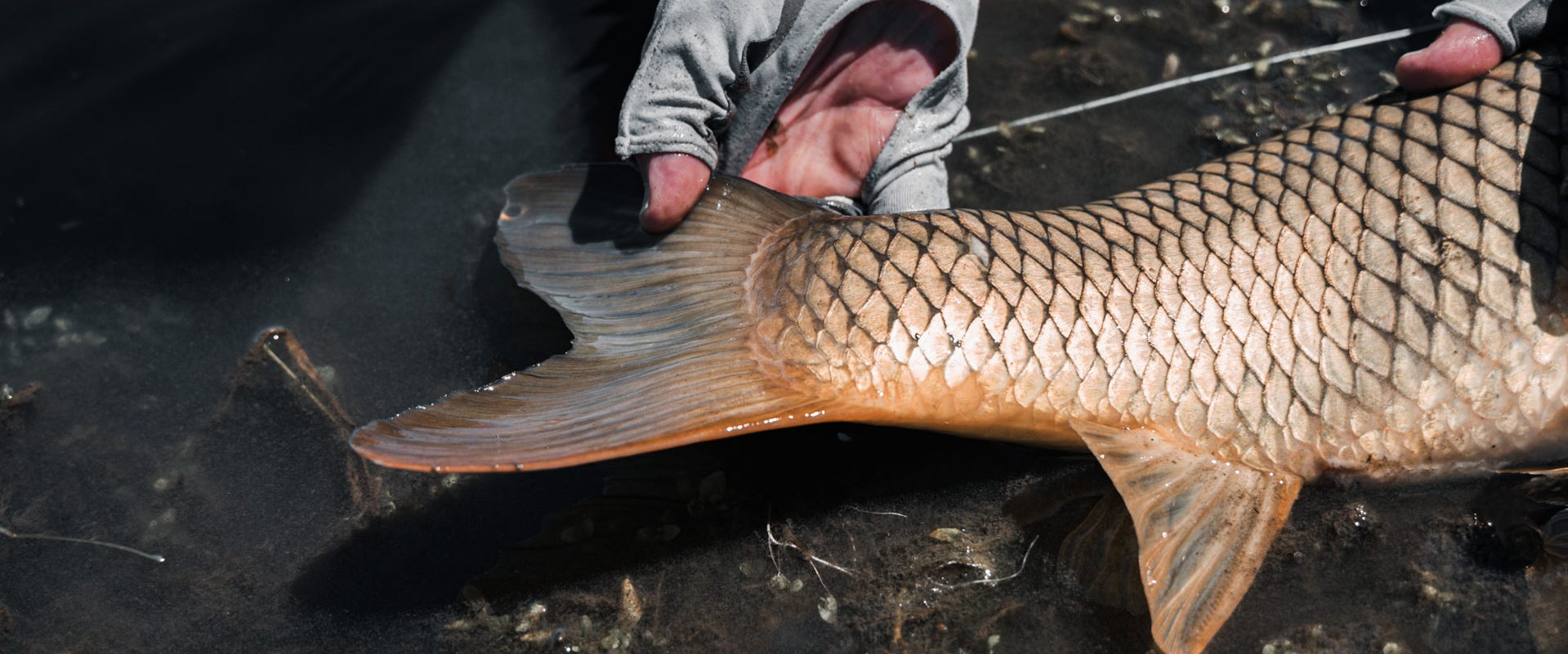 Fly Fishing for Carp (Pt 2): Inland Flats Tactics