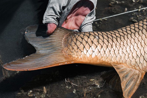 Fly Fishing for Carp (Pt 2): Inland Flats Tactics