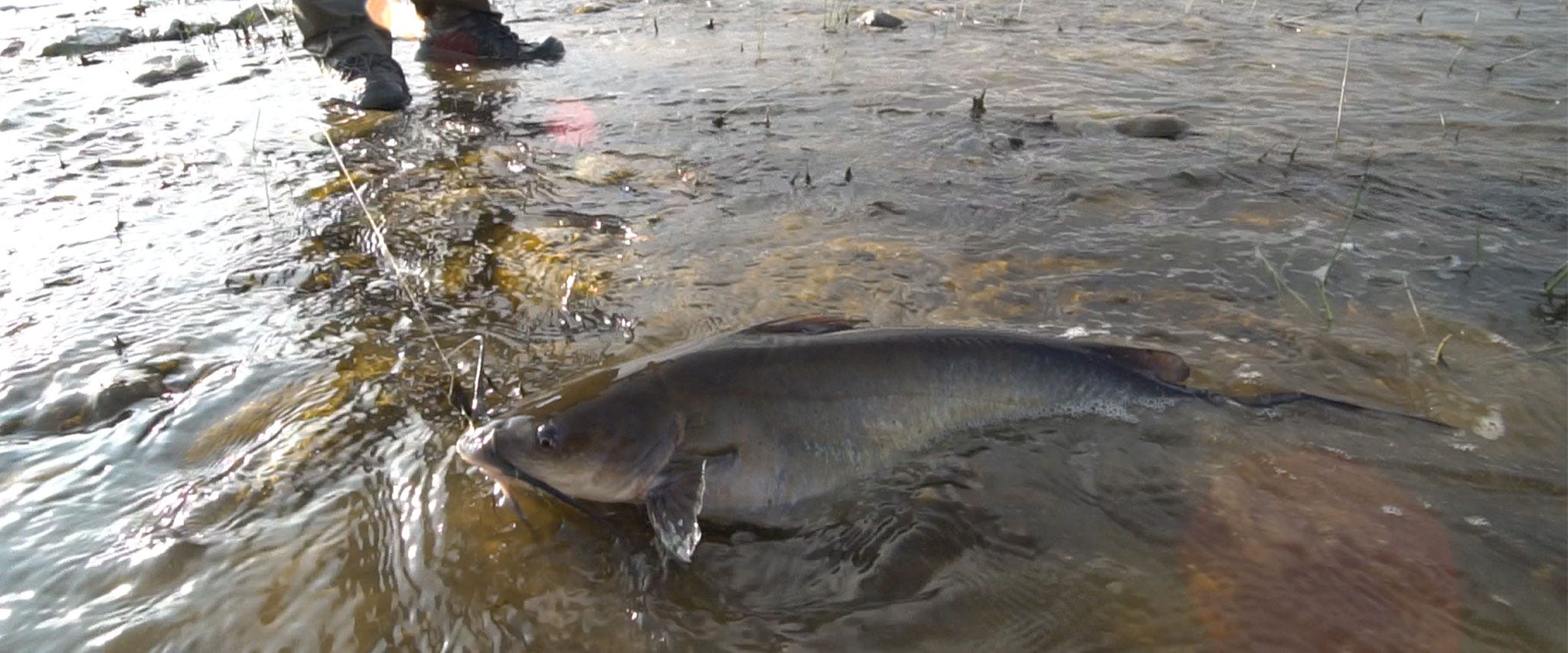 Project in the Wild #7