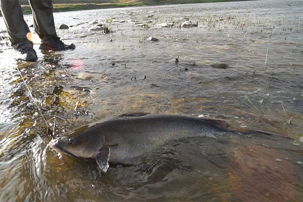 Project in the Wild #7