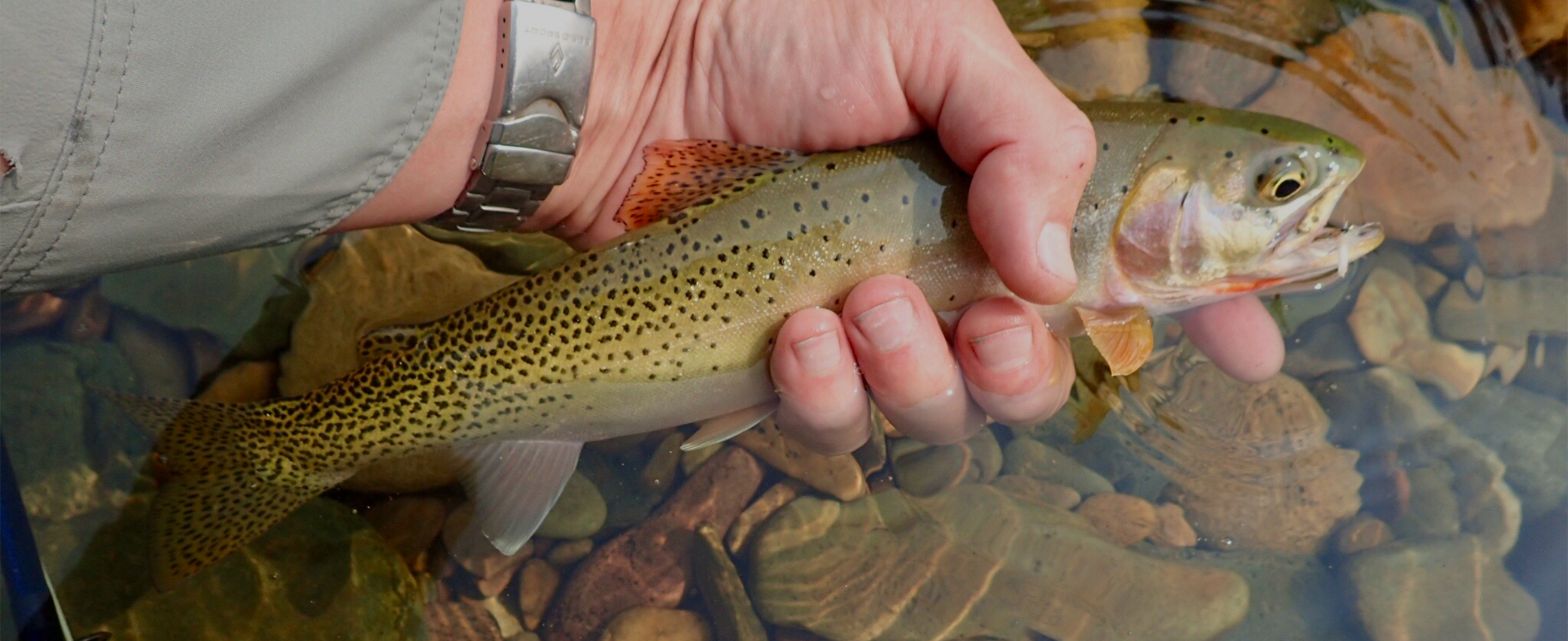 Thank You, Silas Goodrich