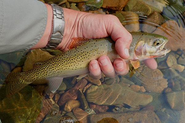 Thank You, Silas Goodrich