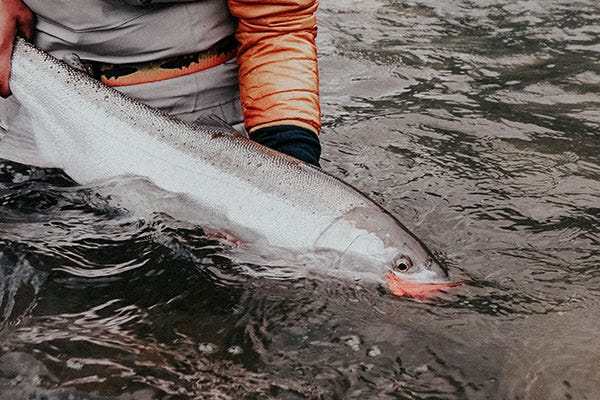Timing The Columbia Basin Steelhead Run