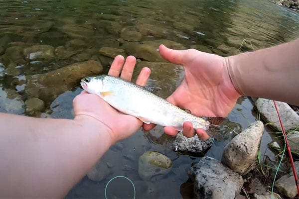 Project in the Wild #9