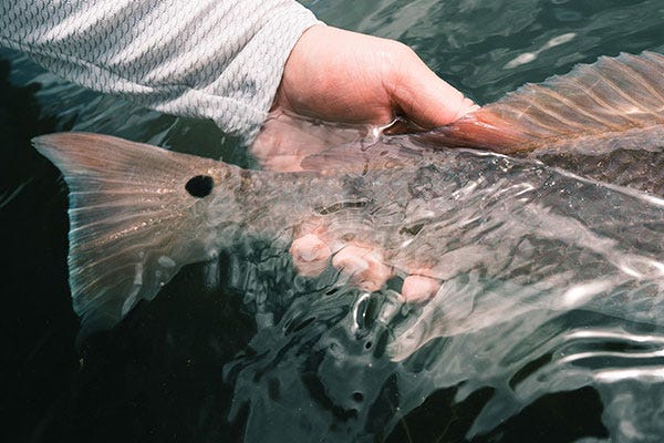 Fly Fishing for Redfish | The Texas Coast