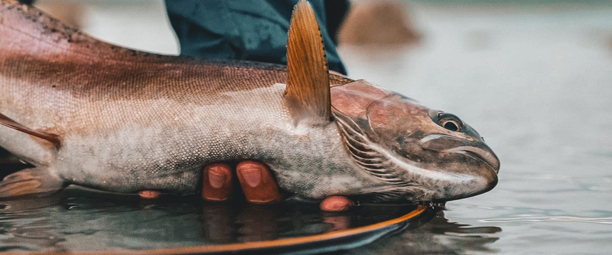 PLAN “C” RUN OFF