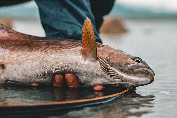 PLAN “C” RUN OFF