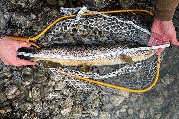 What is a “Landed” Fish?