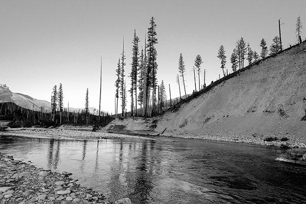Gary LaFontaine and The Life of Flies