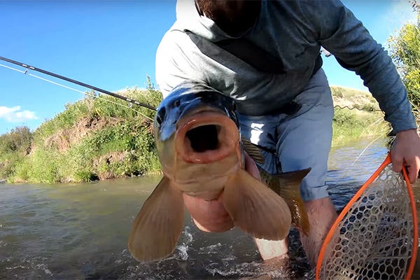 Project in the Wild #5