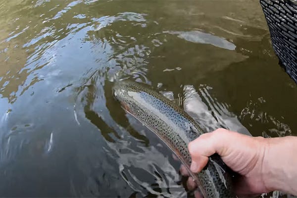 Project in the Wild #6 