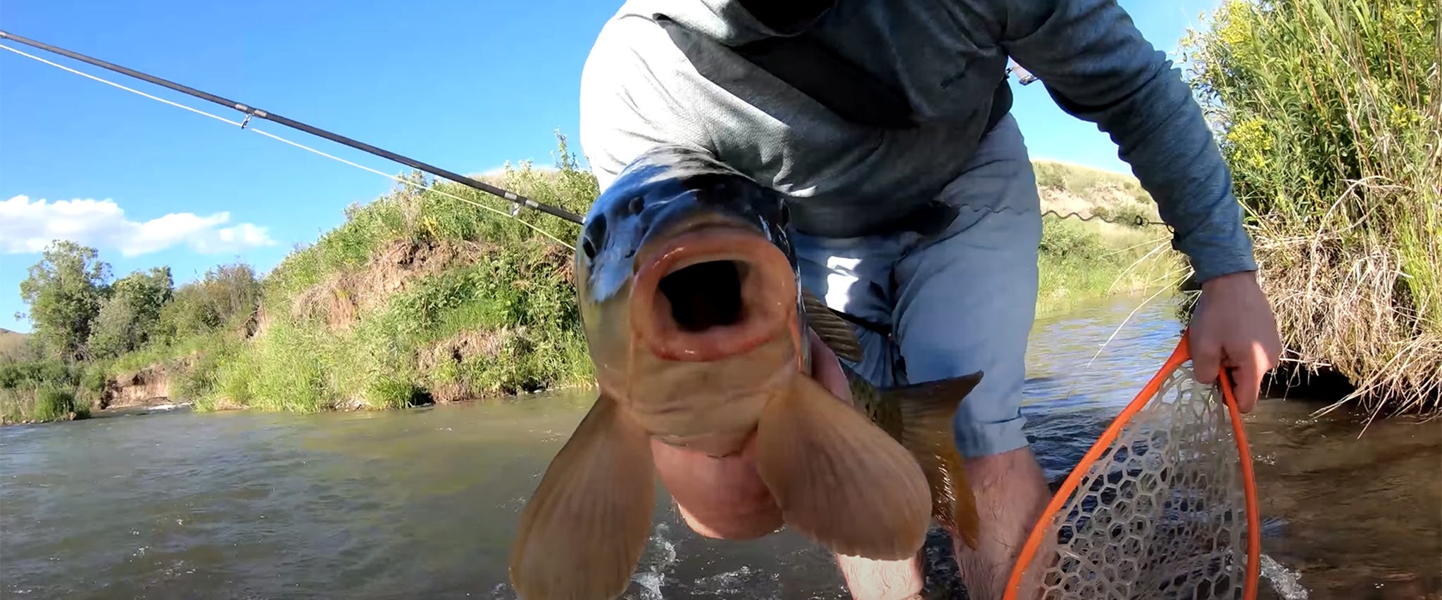 Project in the Wild #5