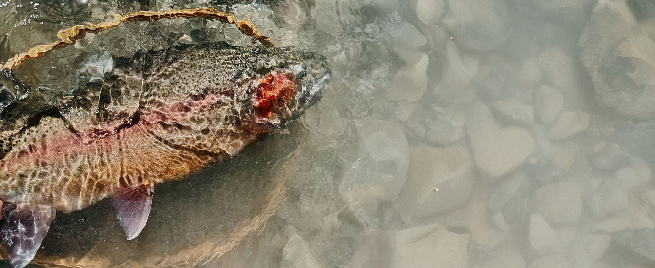 Ice Out Trout On Montana's Rocky Mountain Front