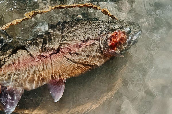 Ice Out Trout On Montana's Rocky Mountain Front