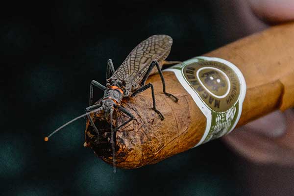 Upsize the Net: How to Catch Huge Trout on Salmonflies