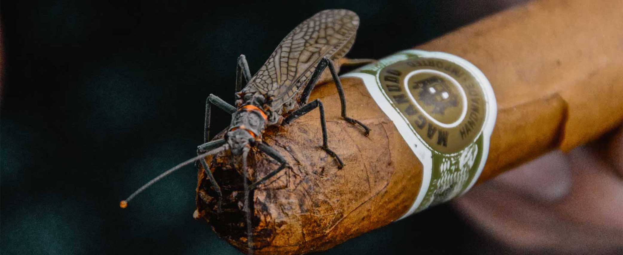 Upsize the Net: How to Catch Huge Trout on Salmonflies