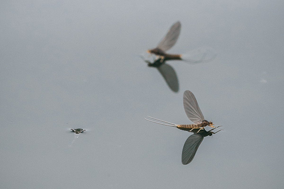 Hatch Guide: Spring Blue Winged Olives