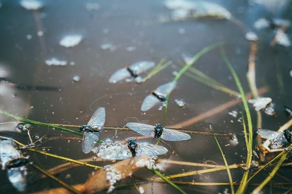 Tricos: The Clear Winged Curse