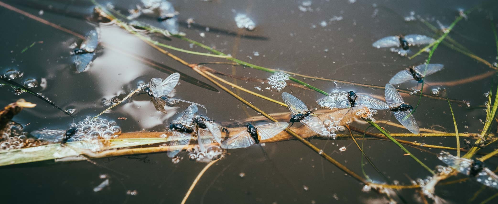 Tricos: The Clear Winged Curse