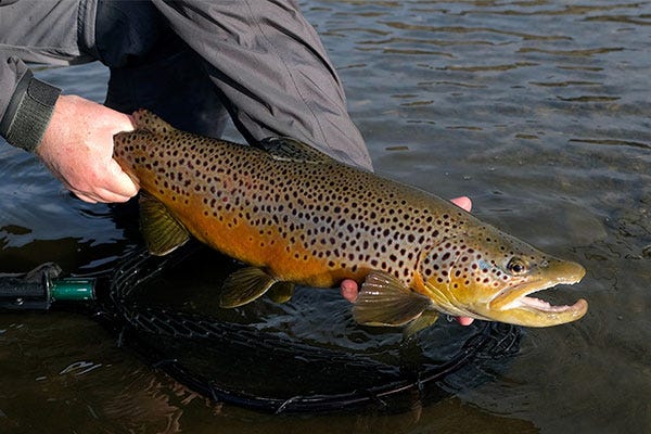 Missouri River Trout Spey Camp 2025