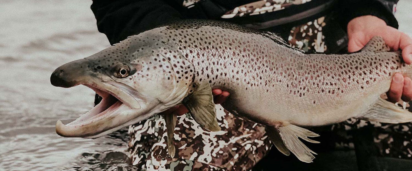 Fishing Stillwater for Giant Brown Trout