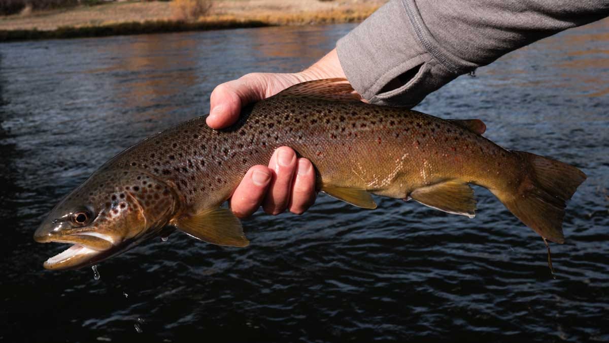 Missouri River Brown Trout