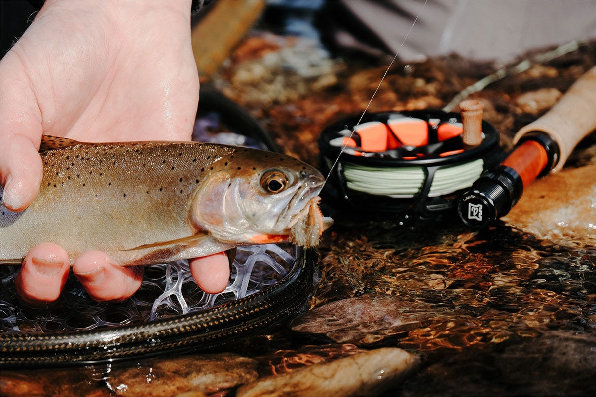 Wild westslope cutthroat trout