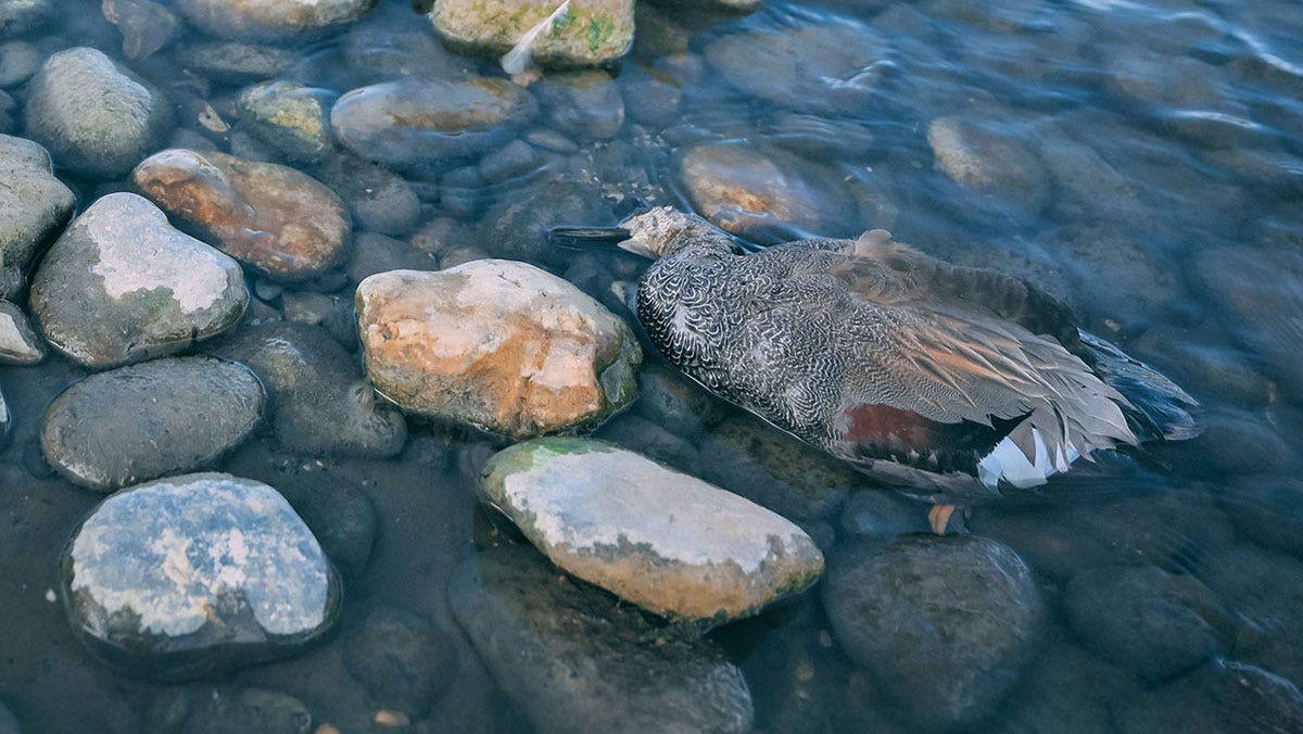 Emaciated Female Mallard Duck