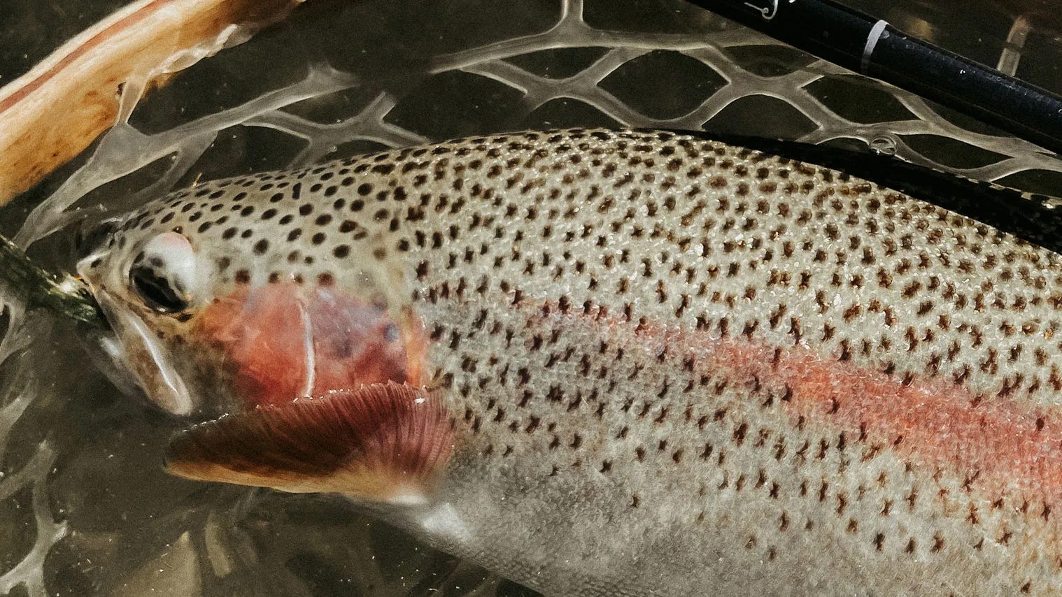 Texas Redfish - A Fish Camp By The House of Fly